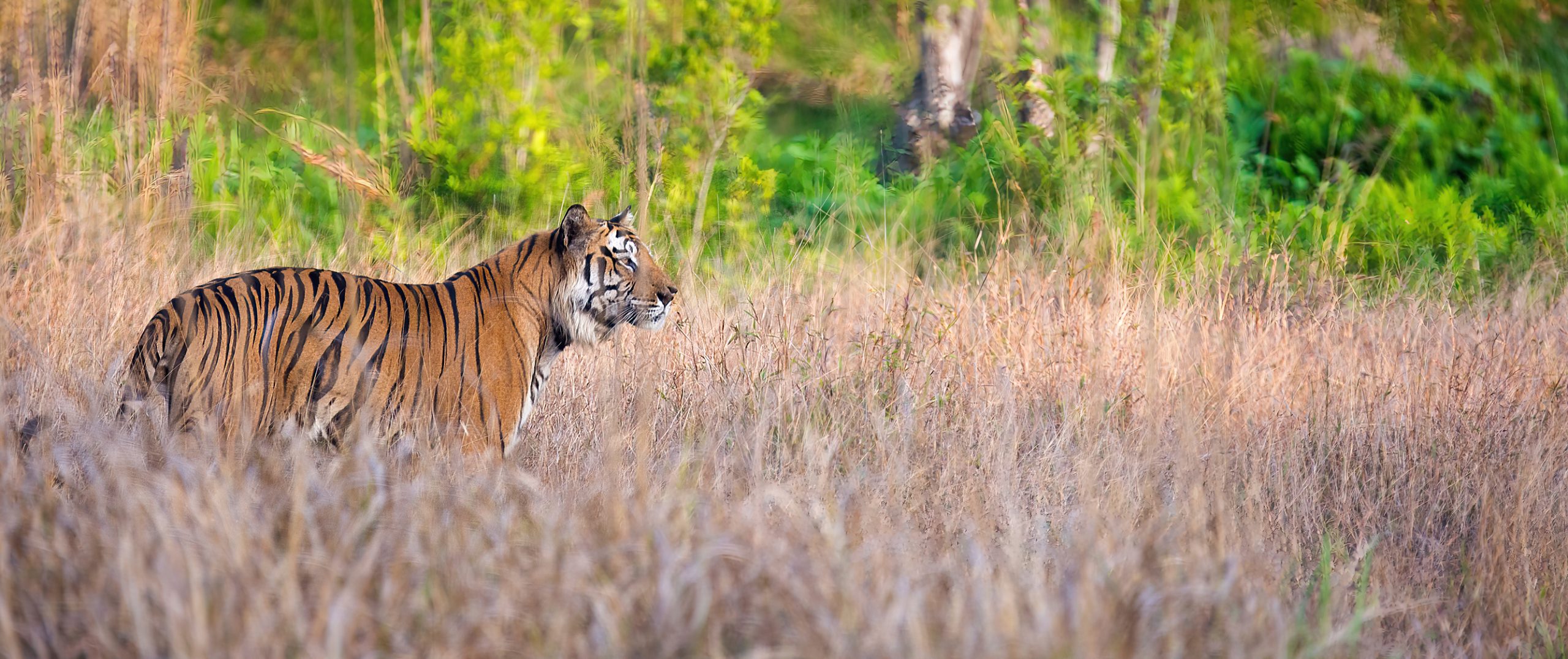 Indien Tigersafari